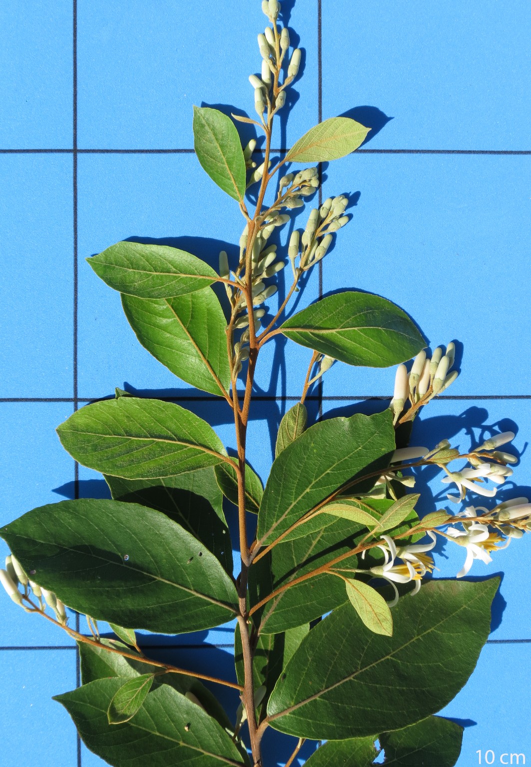 Styrax ferrugineus Curso de Dendrologia