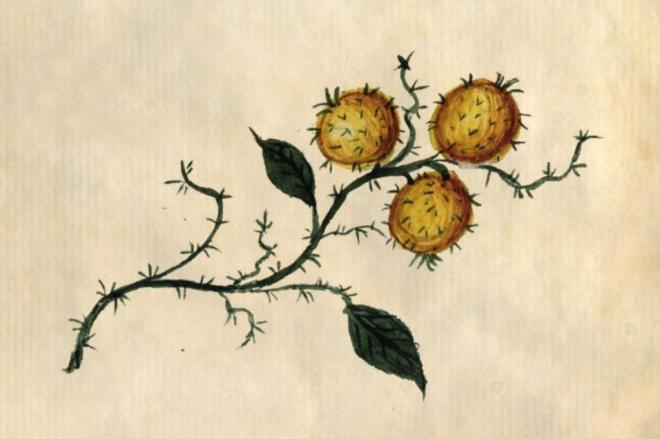 Em 1803, Noronha catalogou 38 espécimes e registrou em aquarela as principais características das plantas