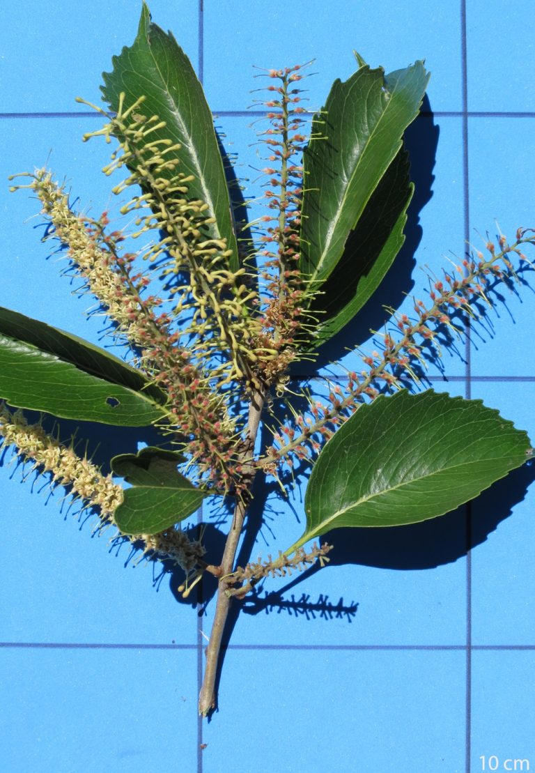 Roupala montana var. montana Curso de Dendrologia