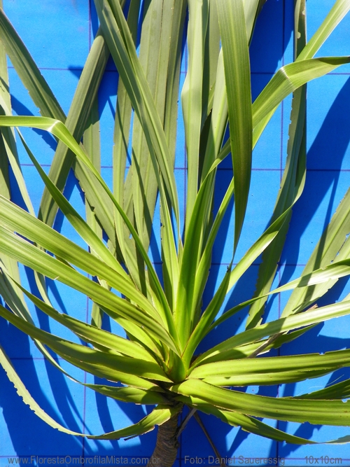Cordyline spectabilis Curso de Dendrologia